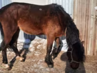 Hengst, Paarden — foto 4