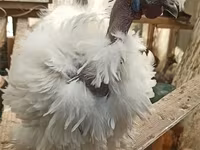 Սիլքի — լուսանկար 2