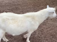 Buk, Saanen goat — foto 1