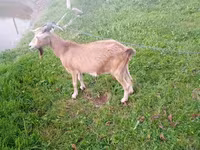 میش, گوسفند — عکس 3