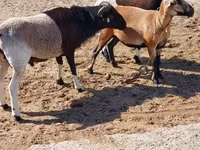 母羊, Cameroon sheep — 照片 2