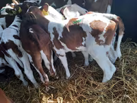 Bull, Cattle — photo 2