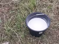 Уй, Сиырлар — сүрөт 6