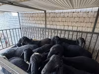Kambing jantan, Rhon sheep — foto 6