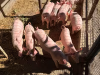 Cinghiale, Пьетрен — foto 3
