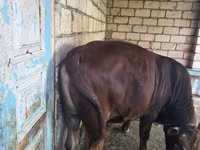 گاو نر, گاو — عکس 1