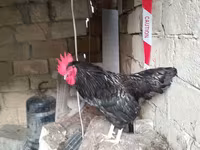 Chickens — عکس 5