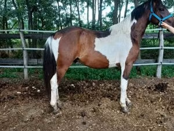 Koń, Friesian