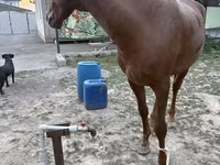 اسب نر, Kazakh horse — عکس 2