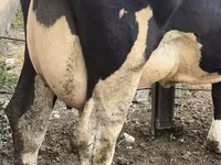 Сиыр, Russian Black pied cattle — 8-сурет