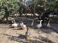 Geese — عکس 1