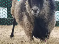 በግ, Romanov sheep — ፎቶ 4