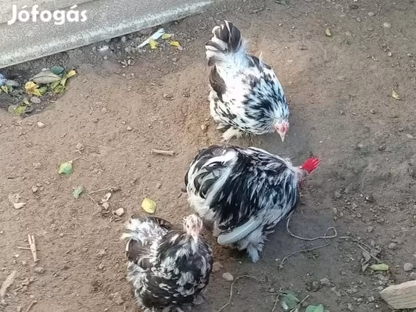 Gallina danese