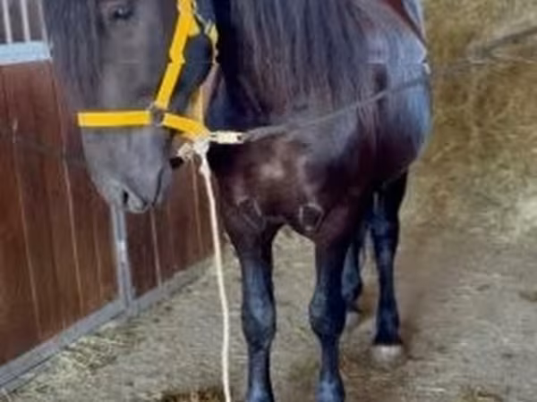 Horse (M), Horses — Hungary