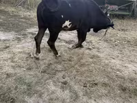 Byk, Bydło — zdjęcie 1