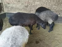 میش, Hissar sheep — عکس 5