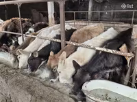 Bull, Cattle — photo 1