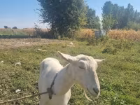 Koza, Saanen goat — foto 4