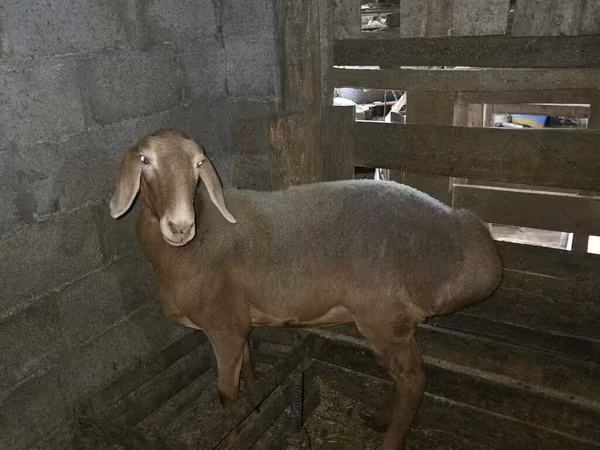 Pecora, Arashan sheep — Kirghizistan