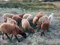 Biri-biri betina, Sheep — foto 1