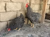 سلووینین بارڈ ہن — تصویر 2