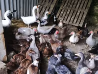 Ducks — foto 7