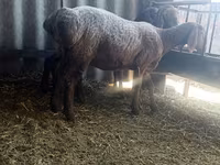 Ovce, Arashan sheep — foto 4