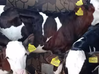 گاو نر, Simmental cattle — عکس 1