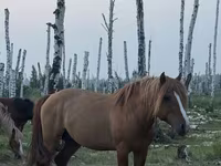 Cavallo, Kushum Horse — foto 3