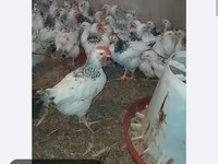 Chickens — photo 2