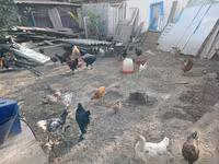 Chickens — الصورة 1