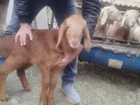 Beran, Arashan sheep — foto 2