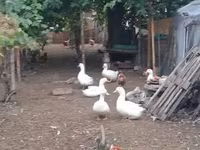 Ducks — Foto 4