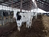 암소, Russian Black pied cattle — 사진 5