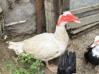 Ducks — عکس 2