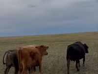 Krava, Latvian Blue cattle — fotografija 3