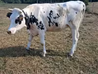 Крава, Simmental cattle — снимка 4