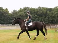 Kůň, Percheron — foto 6