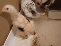 Chickens — عکس 1