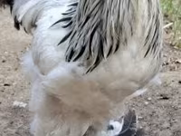 Brahma — photo 1