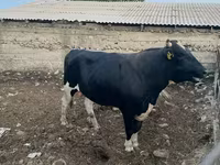 Bull, Holstein breed — photo 3