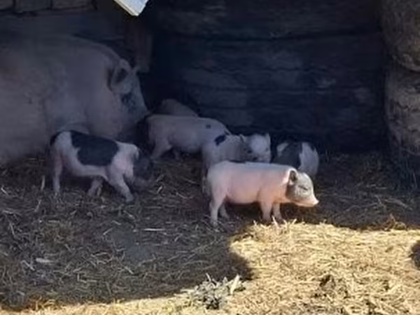 Cinghiale, Вьетнамская вислобрюхая
