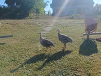 Guinea fowl — foto 1