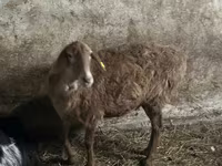Πρόβατο, Πρόβατα — φωτογραφία 1