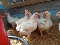 Chickens — 2-rasm