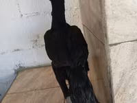 Guinea fowl — ፎቶ 2