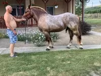 Cavallo, Cavalli — foto 2