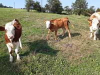 گاو و گوساله (گروه، جنسیت مشخص نشده), Simmental cattle — عکس 4