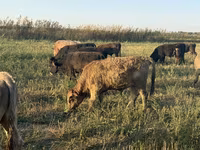Touro, Swiss cattle — foto 6