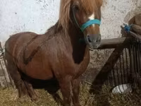 Cavallo, Cavalli — foto 4
